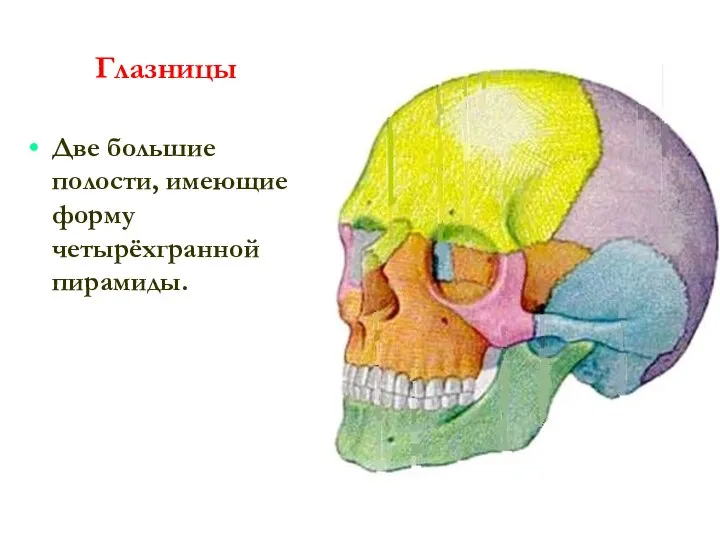 Глазницы Две большие полости, имеющие форму четырёхгранной пирамиды.