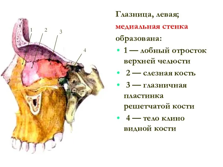 Глазница, левая; меди­альная стенка образована: 1 — лобный отросток верхней челюсти