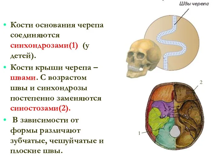 Кости основания черепа соединяются синхондрозами(1) (у детей). Кости крыши черепа –