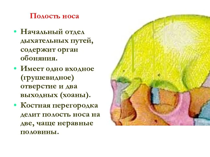 Полость носа Начальный отдел дыхательных путей, содержит орган обоняния. Имеет одно