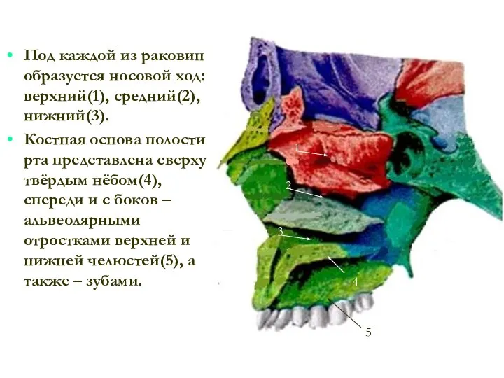 Под каждой из раковин образуется носовой ход: верхний(1), средний(2), нижний(3). Костная