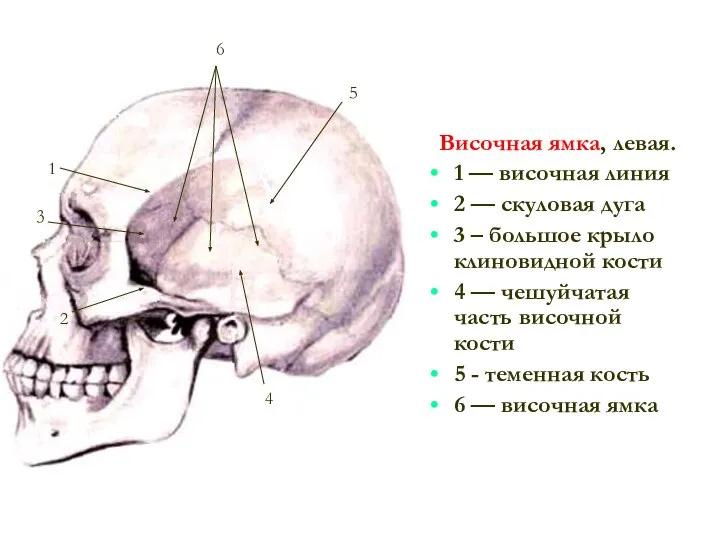 Височная ямка, левая. 1 — височная линия 2 — скуловая дуга