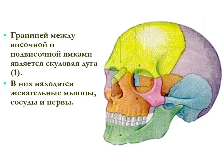 Границей между височной и подвисочной ямками является скуловая дуга(1). В них