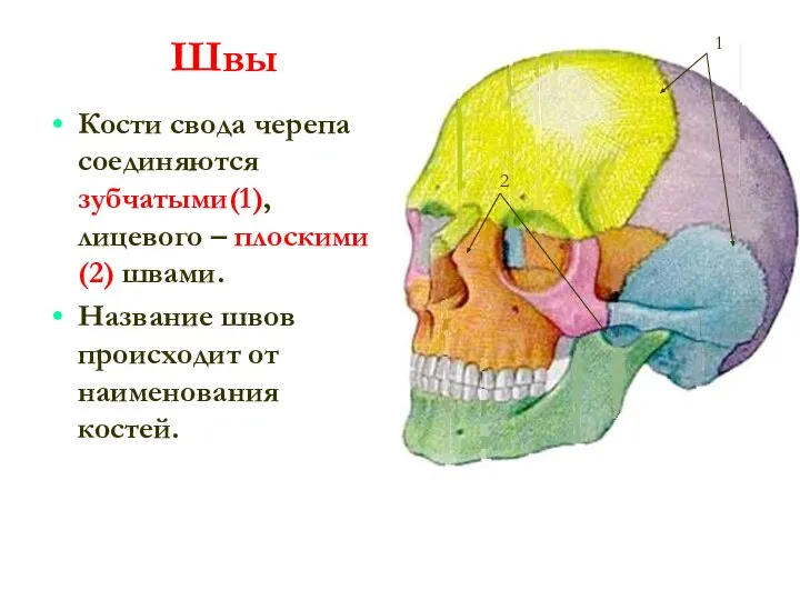 Швы Кости свода черепа соединяются зубчатыми(1), лицевого – плоскими(2) швами. Название