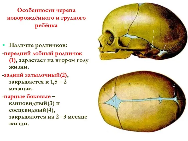 Особенности черепа новорождённого и грудного ребёнка Наличие родничков: -передний лобный родничок(1),