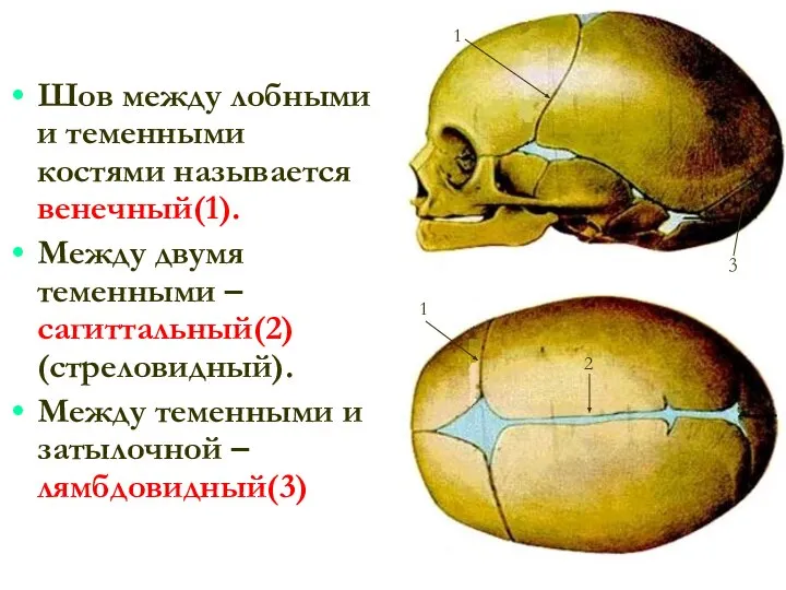 Шов между лобными и теменными костями называется венечный(1). Между двумя теменными