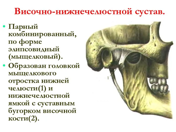 Височно-нижнечелюстной сустав. Парный комбинированный, по форме элипсовидный (мыщелковый). Образован головкой мыщелкового