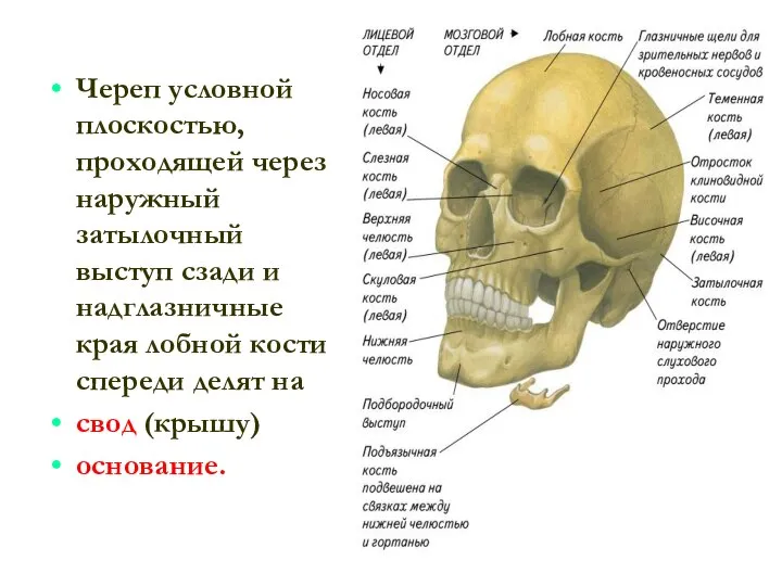 Череп условной плоскостью, проходящей через наружный затылочный выступ сзади и надглазничные