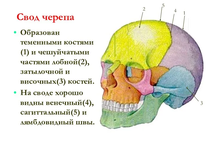 Свод черепа Образован теменными костями(1) и чешуйчатыми частями лобной(2), затылочной и