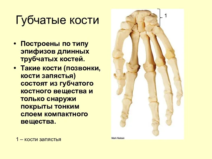 Губчатые кости Построены по типу эпифизов длинных трубчатых костей. Такие кости