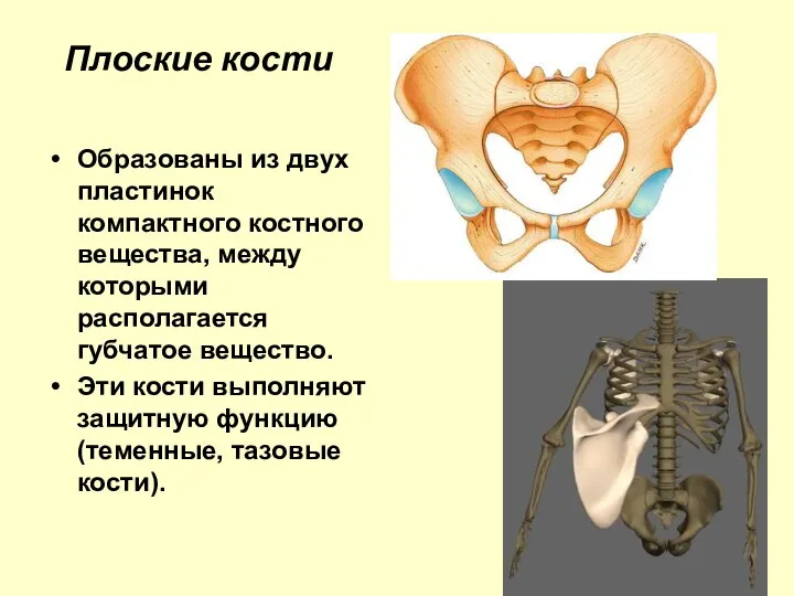 Плоские кости Образованы из двух пластинок компактного костного вещества, между которыми