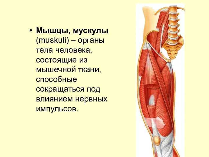 Мышцы, мускулы (muskuli) – органы тела человека, состоящие из мышечной ткани,