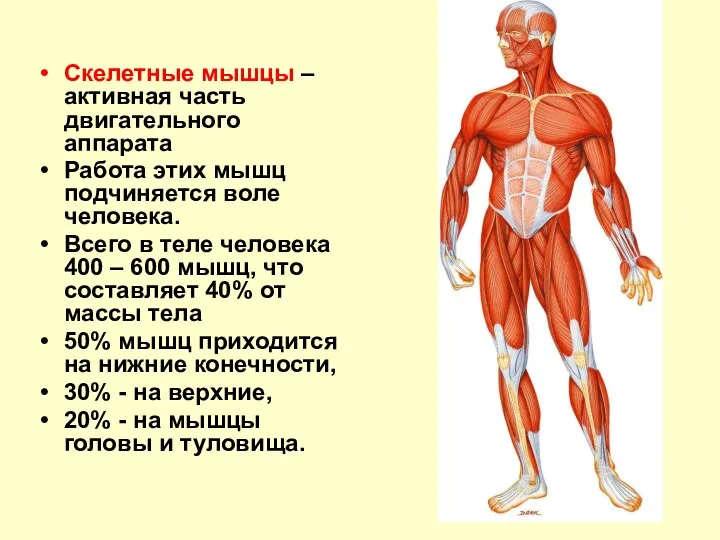 Скелетные мышцы – активная часть двигательного аппарата Работа этих мышц подчиняется