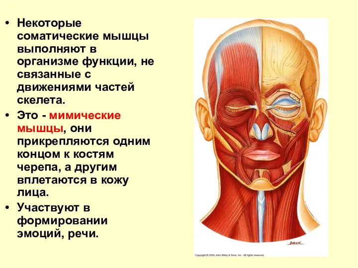 Некоторые соматические мышцы выполняют в организме функции, не связанные с движениями