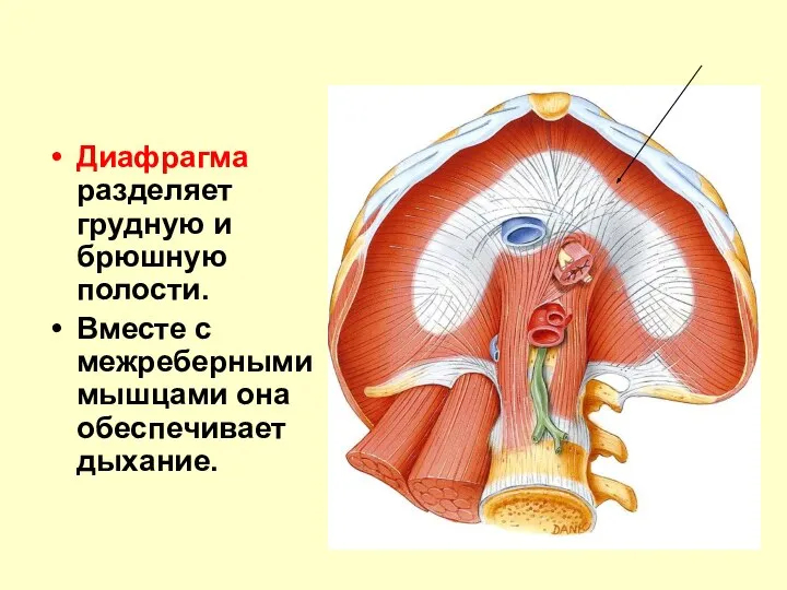 Диафрагма разделяет грудную и брюшную полости. Вместе с межреберными мышцами она обеспечивает дыхание.