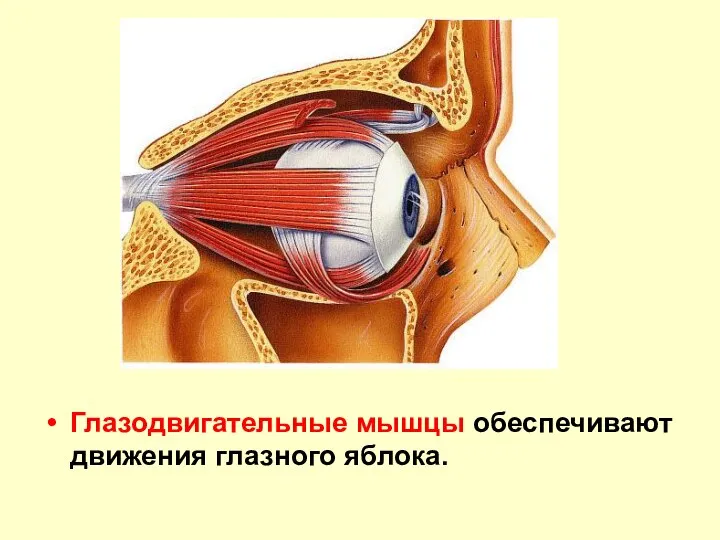 Глазодвигательные мышцы обеспечивают движения глазного яблока.