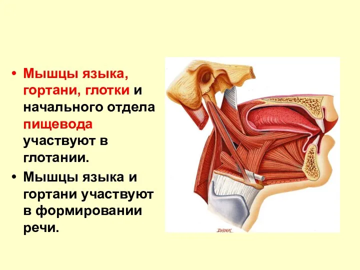 Мышцы языка, гортани, глотки и начального отдела пищевода участвуют в глотании.