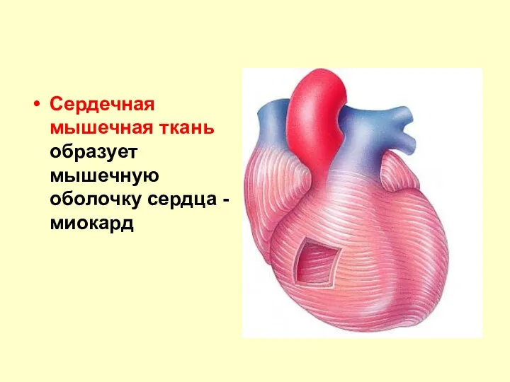 Сердечная мышечная ткань образует мышечную оболочку сердца - миокард