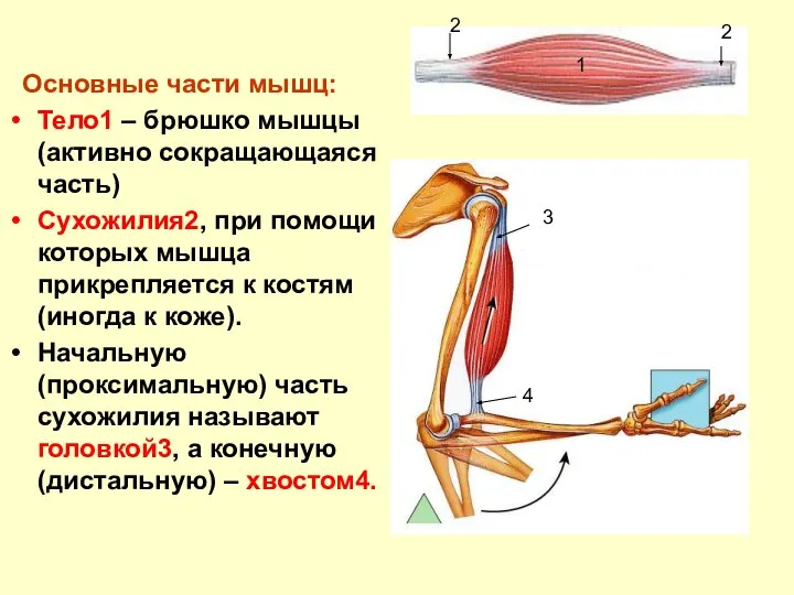 Основные части мышц: Тело1 – брюшко мышцы (активно сокращающаяся часть) Сухожилия2,