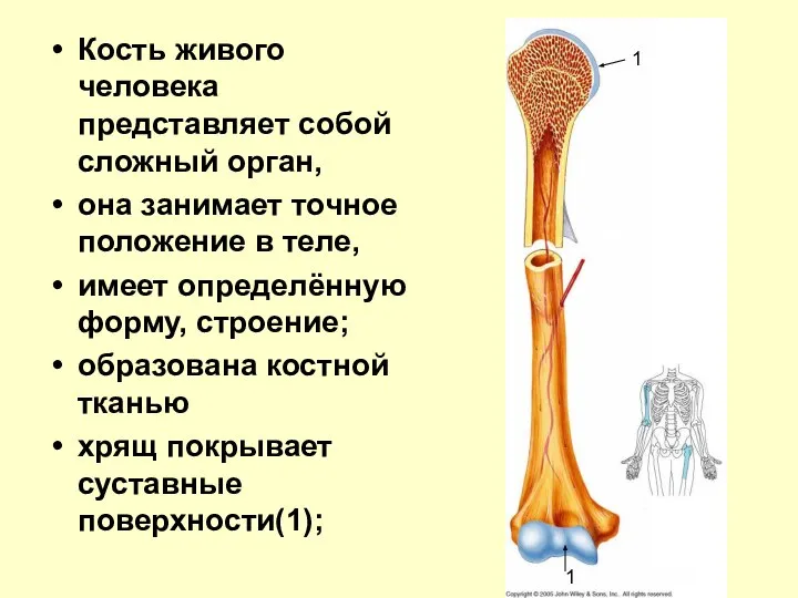 Кость живого человека представляет собой сложный орган, она занимает точное положение