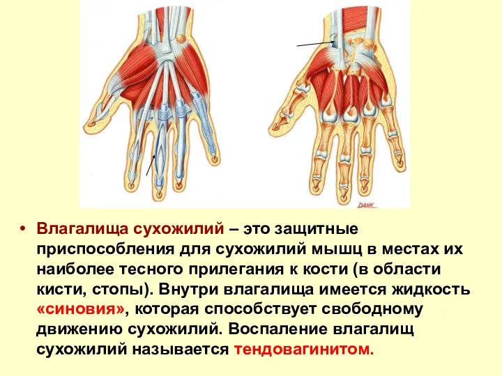 Влагалища сухожилий – это защитные приспособления для сухожилий мышц в местах