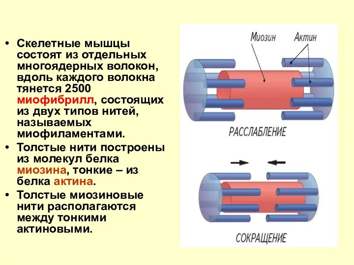 Скелетные мышцы состоят из отдельных многоядерных волокон, вдоль каждого волокна тянется