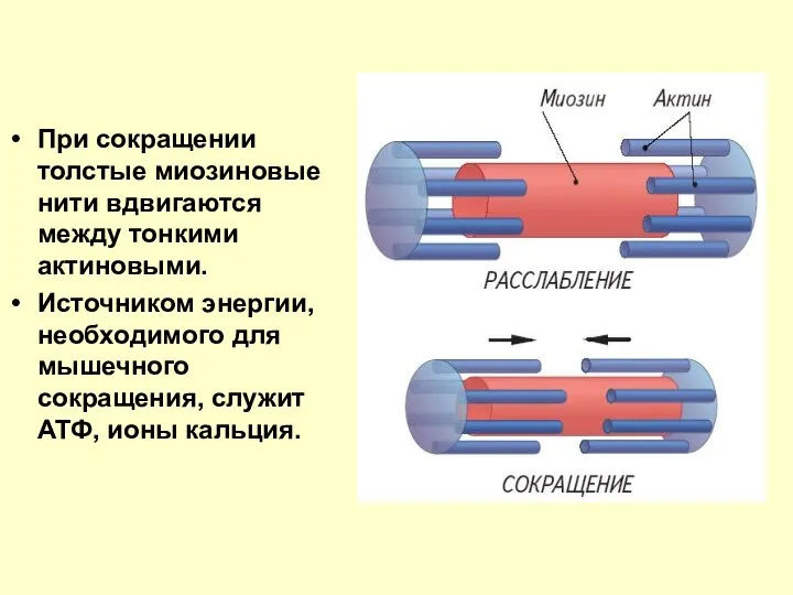 При сокращении толстые миозиновые нити вдвигаются между тонкими актиновыми. Источником энергии,