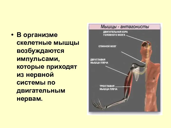 В организме скелетные мышцы возбуждаются импульсами, которые приходят из нервной системы по двигательным нервам.