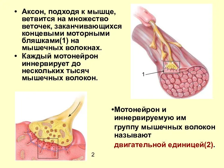 Аксон, подходя к мышце, ветвится на множество веточек, заканчивающихся концевыми моторными