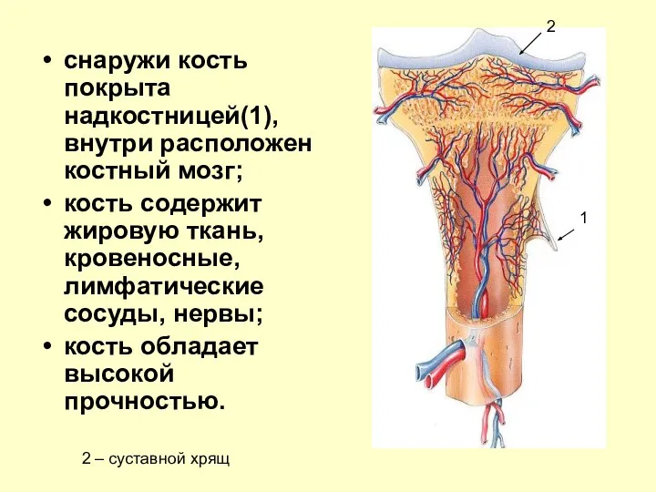 снаружи кость покрыта надкостницей(1), внутри расположен костный мозг; кость содержит жировую