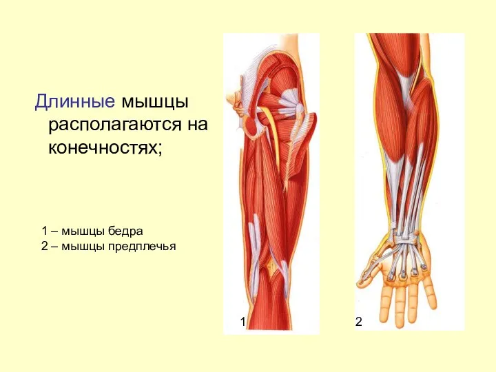 Длинные мышцы располагаются на конечностях; 1 – мышцы бедра 2 – мышцы предплечья 1 2