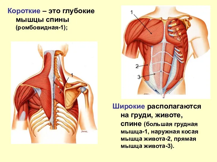 Короткие – это глубокие мышцы спины (ромбовидная-1); Широкие располагаются на груди,