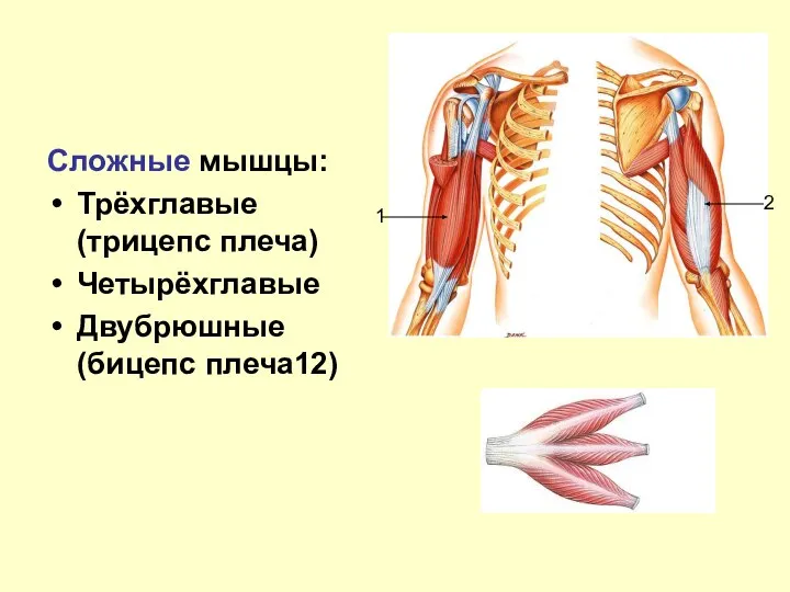 Сложные мышцы: Трёхглавые (трицепс плеча) Четырёхглавые Двубрюшные (бицепс плеча12) 1 2