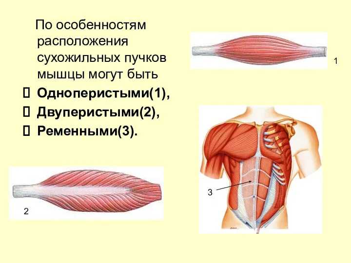 По особенностям расположения сухожильных пучков мышцы могут быть Одноперистыми(1), Двуперистыми(2), Ременными(3). 1 2 3