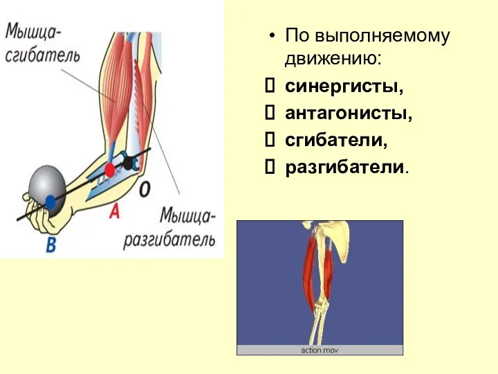 По выполняемому движению: синергисты, антагонисты, сгибатели, разгибатели.