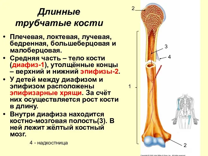 Длинные трубчатые кости Плечевая, локтевая, лучевая, бедренная, большеберцовая и малоберцовая. Средняя