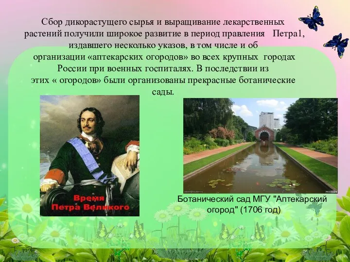 Сбор дикорастущего сырья и выращивание лекарственных растений получили широкое развитие в