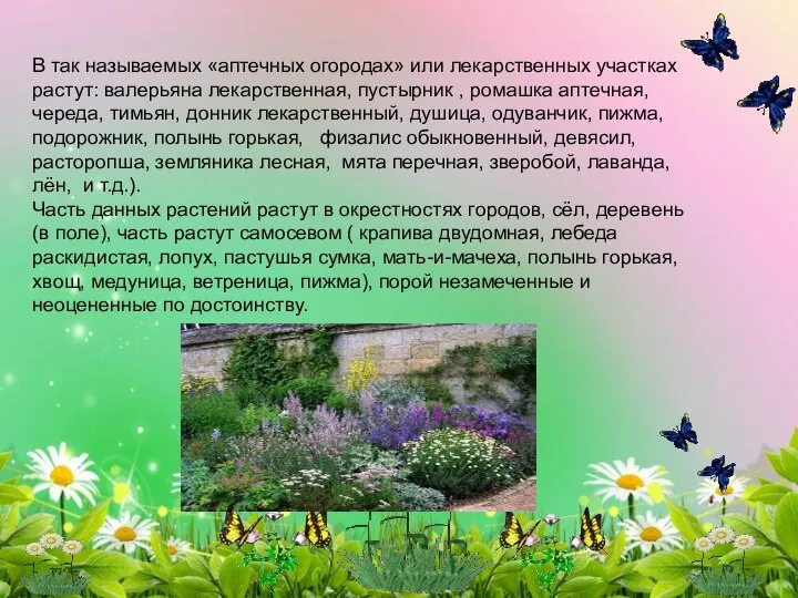 В так называемых «аптечных огородах» или лекарственных участках растут: валерьяна лекарственная,