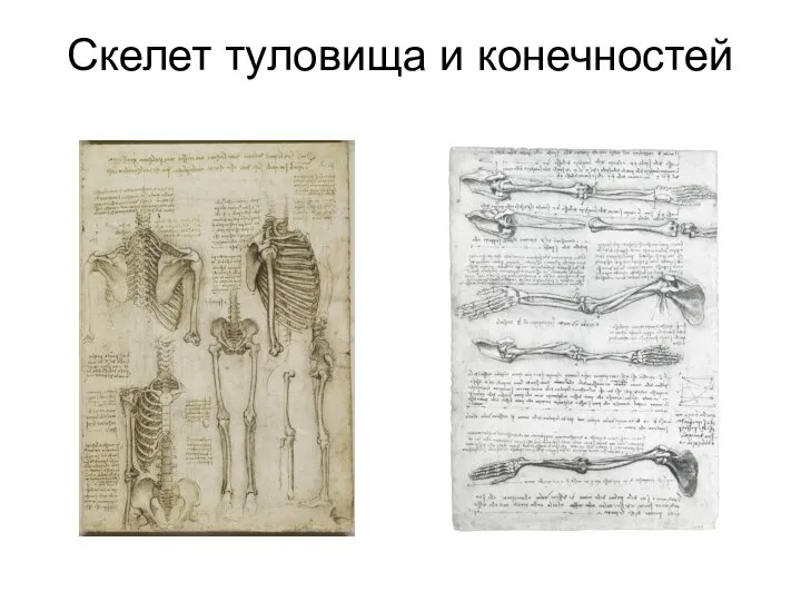 Скелет туловища и конечностей