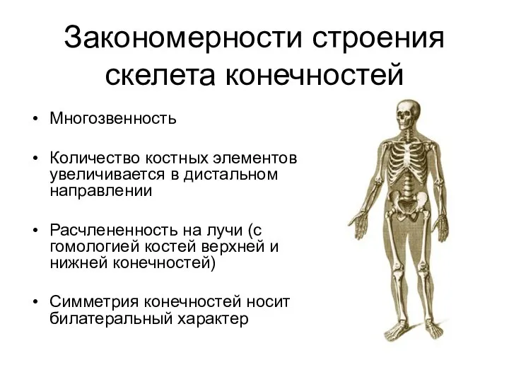 Закономерности строения скелета конечностей Многозвенность Количество костных элементов увеличивается в дистальном