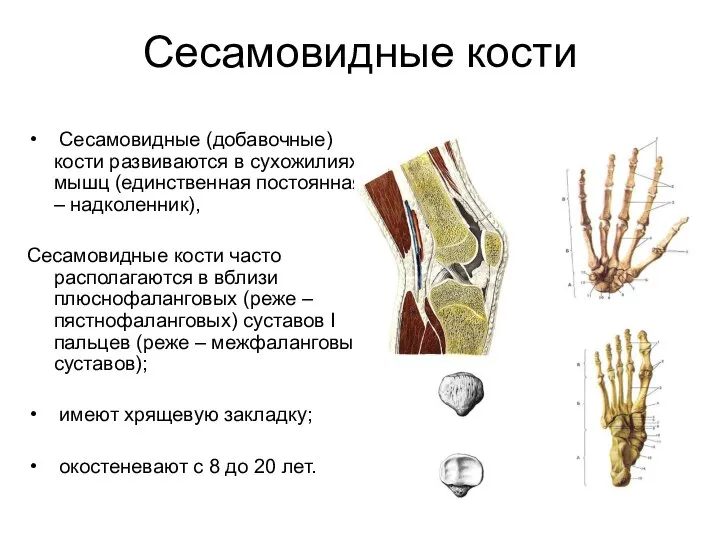 Сесамовидные кости Сесамовидные (добавочные) кости развиваются в сухожилиях мышц (единственная постоянная
