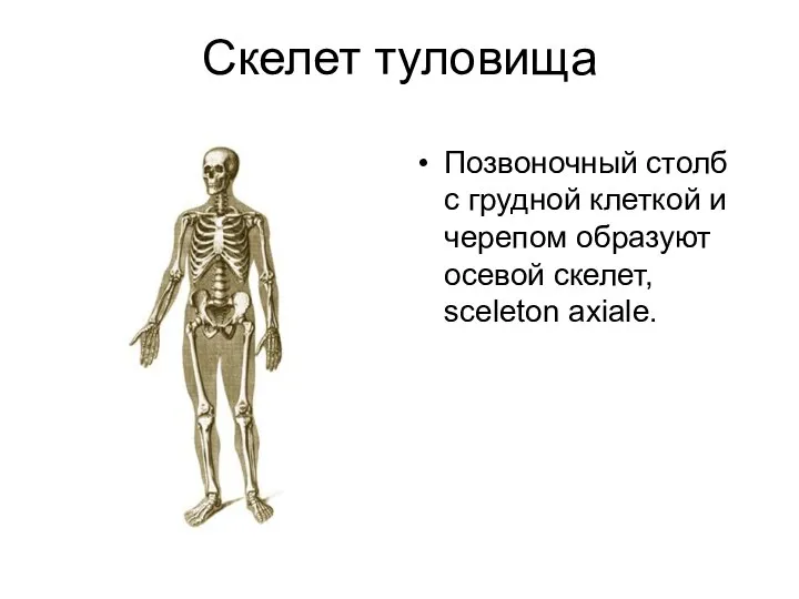 Скелет туловища Позвоночный столб с грудной клеткой и черепом образуют осевой скелет, sceleton axiale.