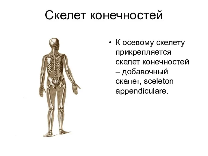 Скелет конечностей К осевому скелету прикрепляется скелет конечностей – добавочный скелет, sceleton appendiculare.