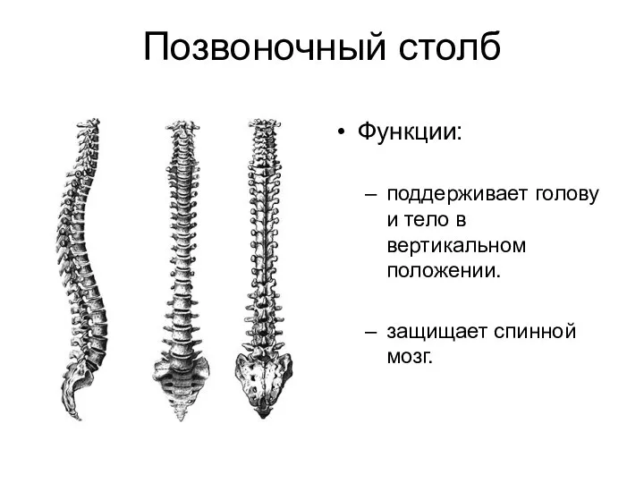 Позвоночный столб Функции: поддерживает голову и тело в вертикальном положении. защищает спинной мозг.