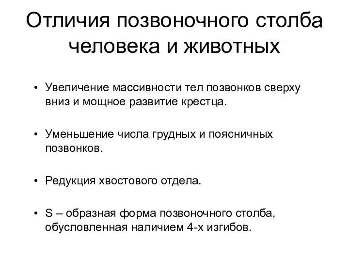 Отличия позвоночного столба человека и животных Увеличение массивности тел позвонков сверху