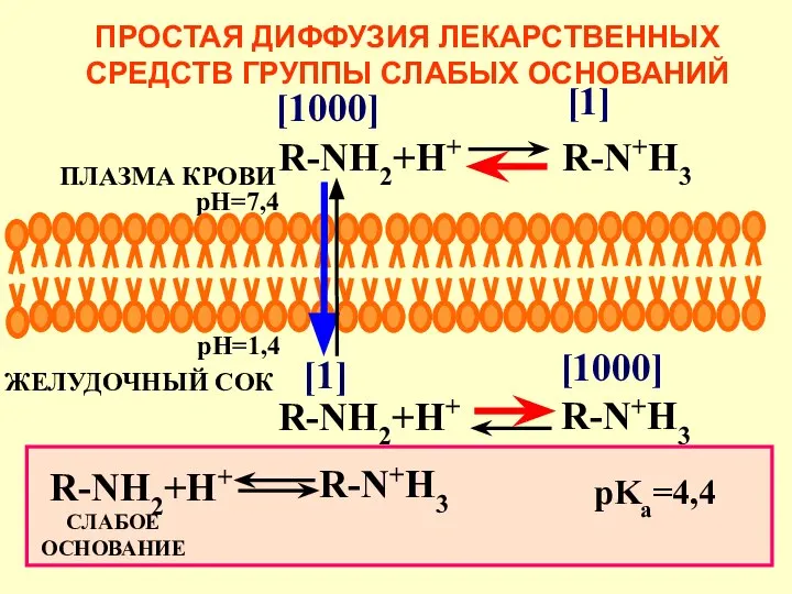 [1] [1000] ПРОСТАЯ ДИФФУЗИЯ ЛЕКАРСТВЕННЫХ СРЕДСТВ ГРУППЫ СЛАБЫХ ОСНОВАНИЙ