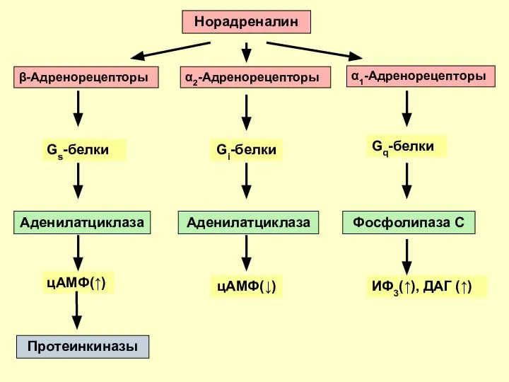 Норадреналин β-Адренорецепторы α2-Адренорецепторы α1-Адренорецепторы Gs-белки Gi-белки Gq-белки Аденилатциклаза Аденилатциклаза Фосфолипаза С