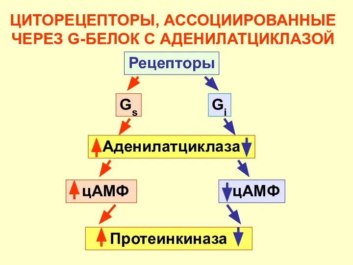 ЦИТОРЕЦЕПТОРЫ, АССОЦИИРОВАННЫЕ ЧЕРЕЗ G-БЕЛОК С АДЕНИЛАТЦИКЛАЗОЙ