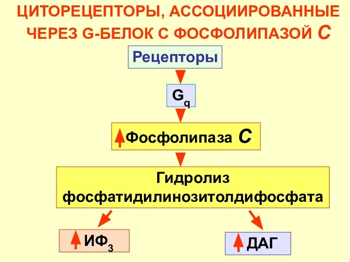 ЦИТОРЕЦЕПТОРЫ, АССОЦИИРОВАННЫЕ ЧЕРЕЗ G-БЕЛОК С ФОСФОЛИПАЗОЙ С