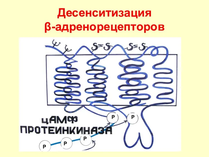 Десенситизация β-адренорецепторов